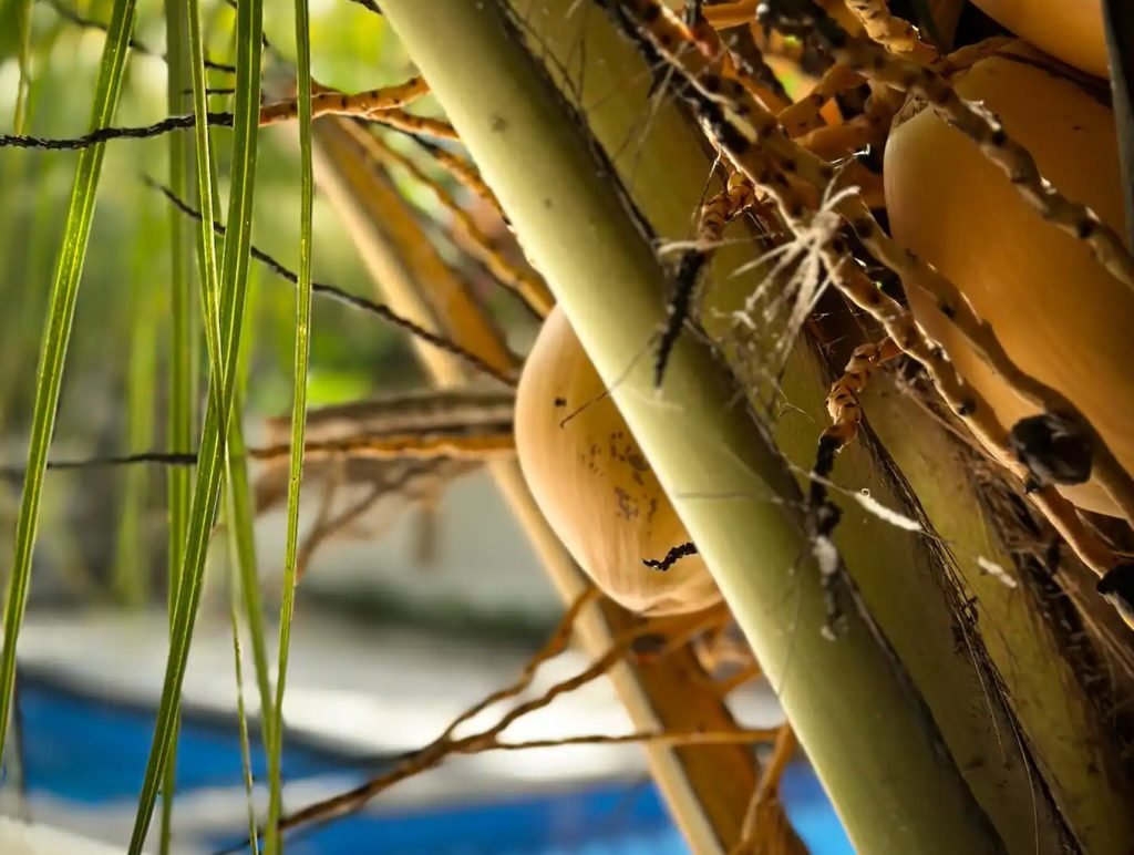 Coconut trees by swimmingpool in Gili Air