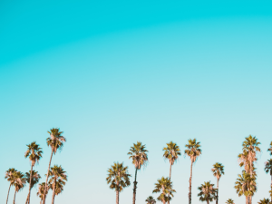 Tropical palmtrees in Gili Islands, Gili Air